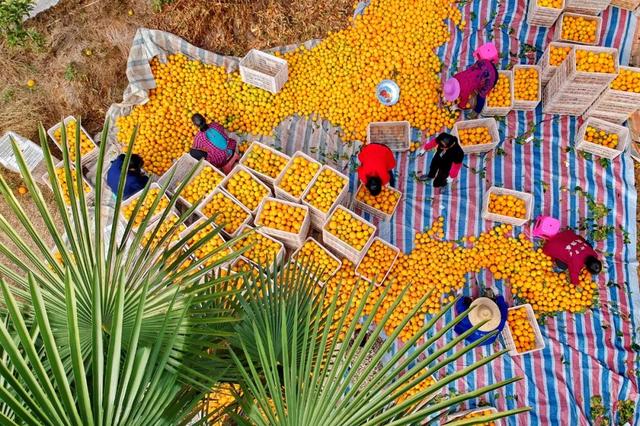 赣南，“橙”了——初级农产品销售的探索与前景