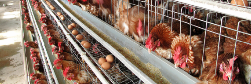 家庭农场及鸡蛋加工养殖企业商标注册指南