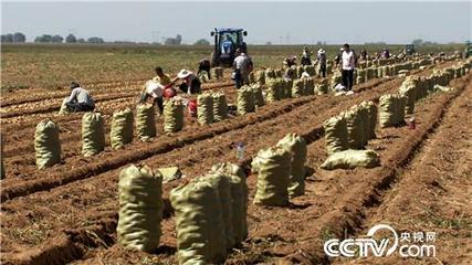 刘杰的彩色土豆致富经 从田间地头到年销2000万的“金蛋蛋”