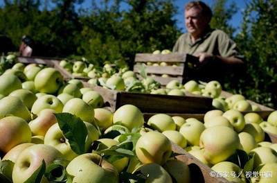 农民专业合作社的初级农产品销售之路 机遇、挑战与发展策略