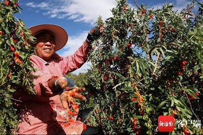 拼多多12.12“全民真香节”启动，初级农产品“真香”出圈