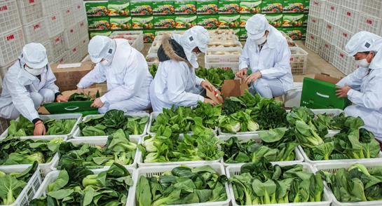 国外初级农产品销售问题的成因与解决方案